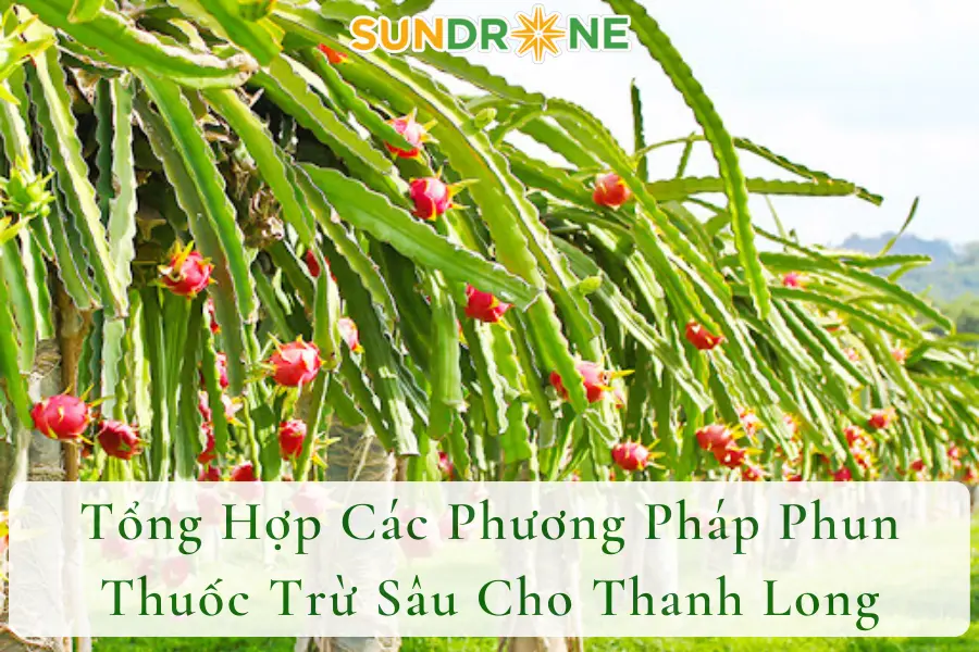 Tổng Hợp Các Phương Pháp Phun Thuốc Trừ Sâu Cho Thanh Long