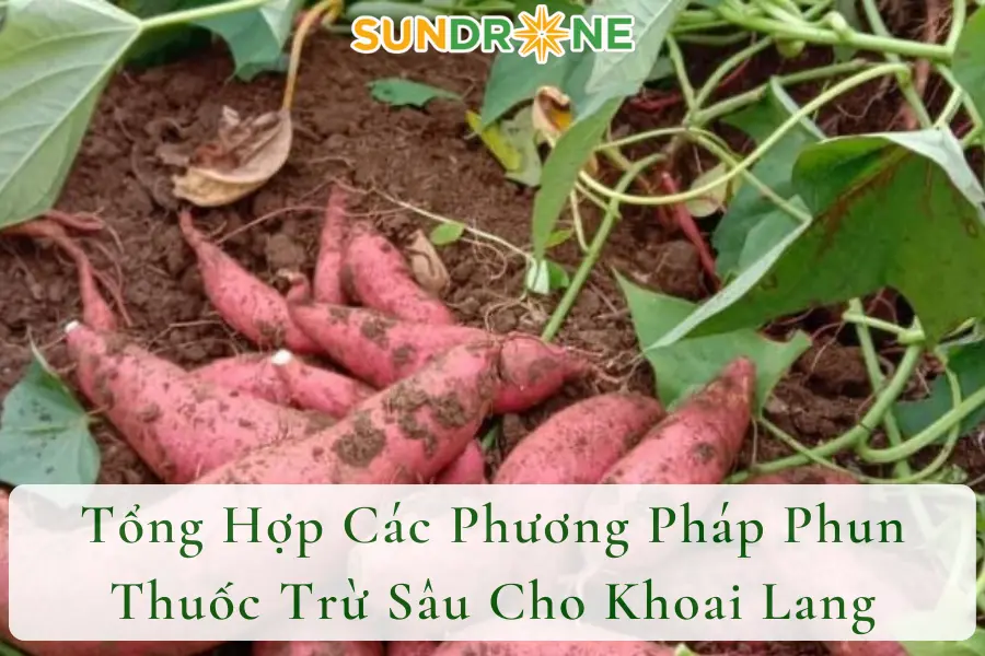 Tổng Hợp Các Phương Pháp Phun Thuốc Trừ Sâu Cho Khoai Lang