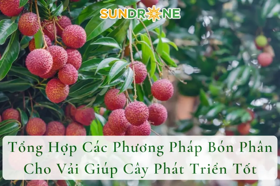 Tổng Hợp Các Phương Pháp Bón Phân Cho Vải Giúp Cây Phát Triển Tốt