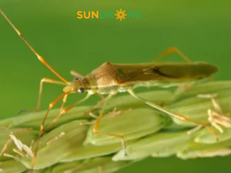 Biện pháp sinh học và vật lý kiểm soát bọ xít hôi