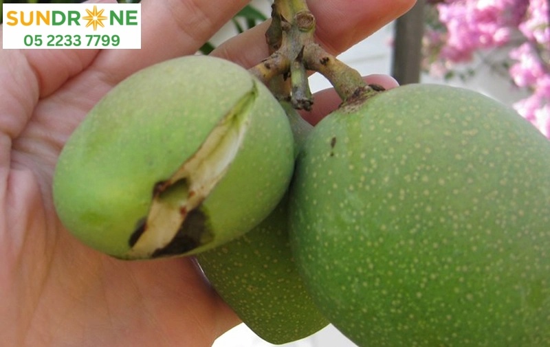 các loại sâu bệnh trên cây xoài