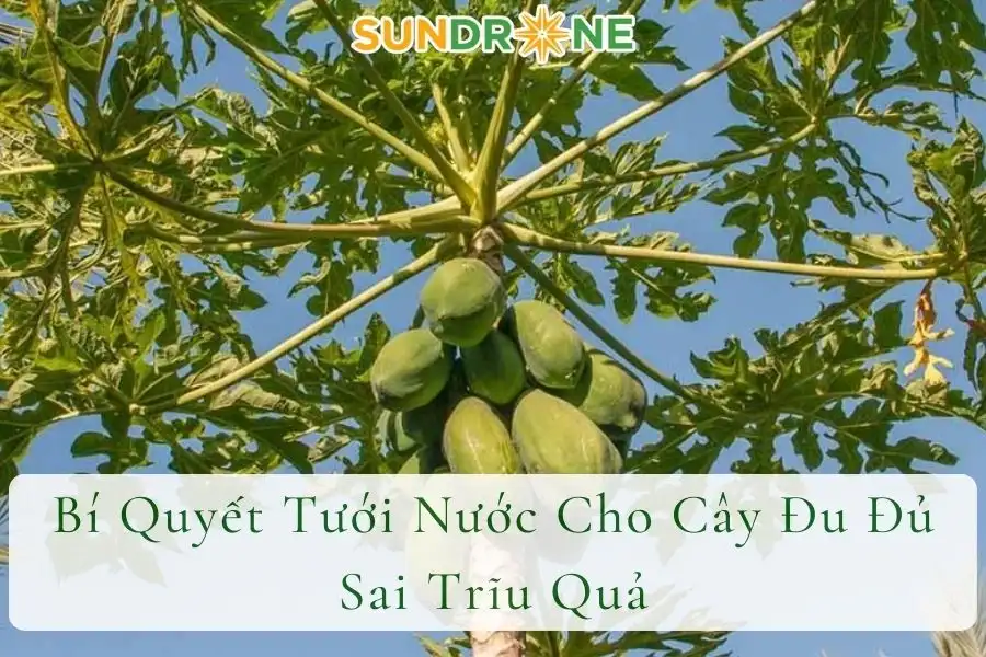 Bí Quyết Tưới Nước Cho Cây Đu Đủ Sai Trĩu Quả