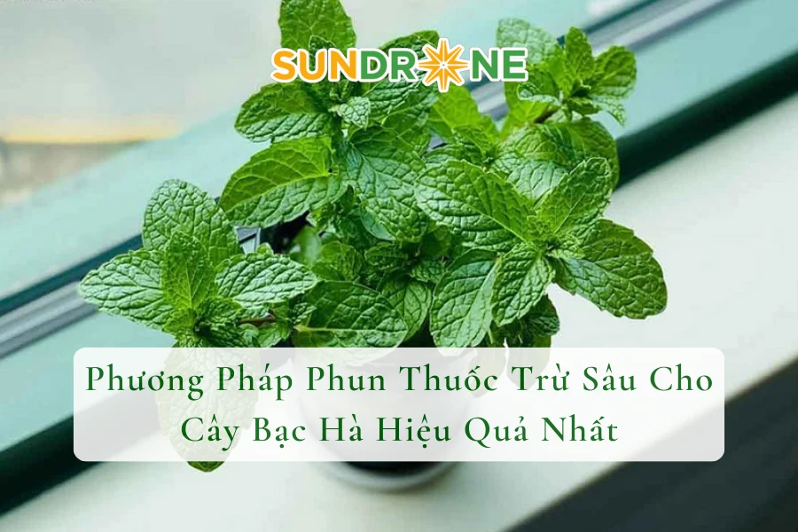 Phương Pháp Phun Thuốc Trừ Sâu Cho Cây Bạc Hà Hiệu Quả Nhất