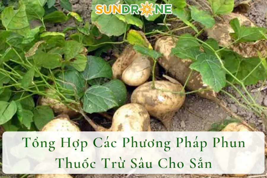 Tổng Hợp Các Phương Pháp Phun Thuốc Trừ Sâu Cho Sắn