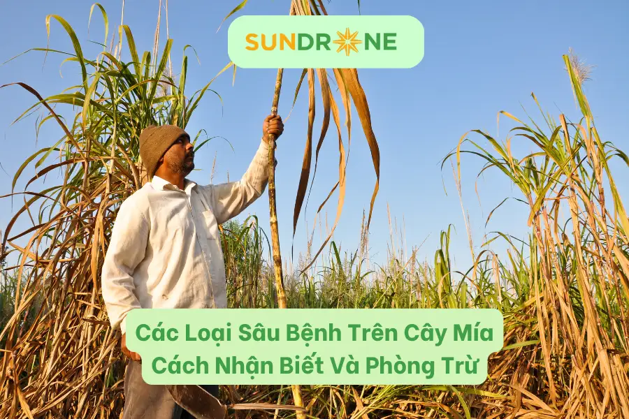 Các Loại Sâu Bệnh Hại Cây Mía | Cách Nhận Biết Và Phòng Trừ