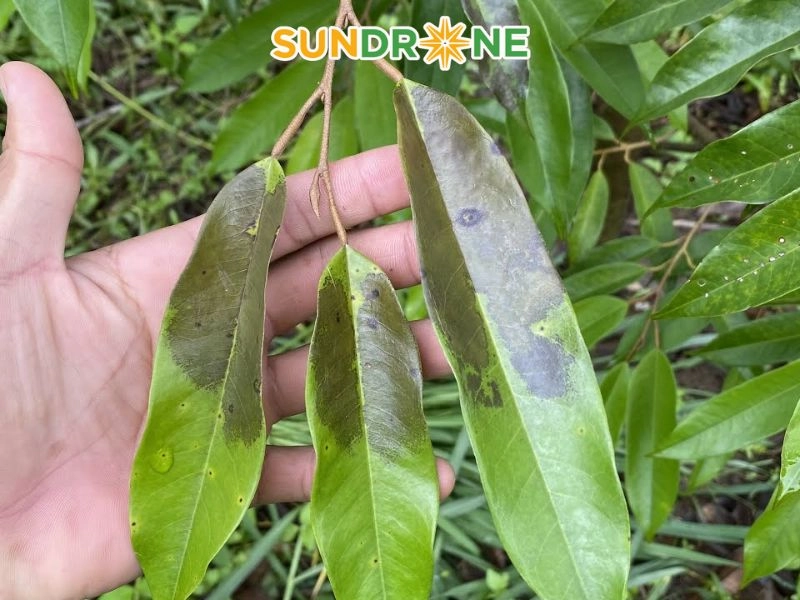 các loại bệnh trên cây sầu riêng