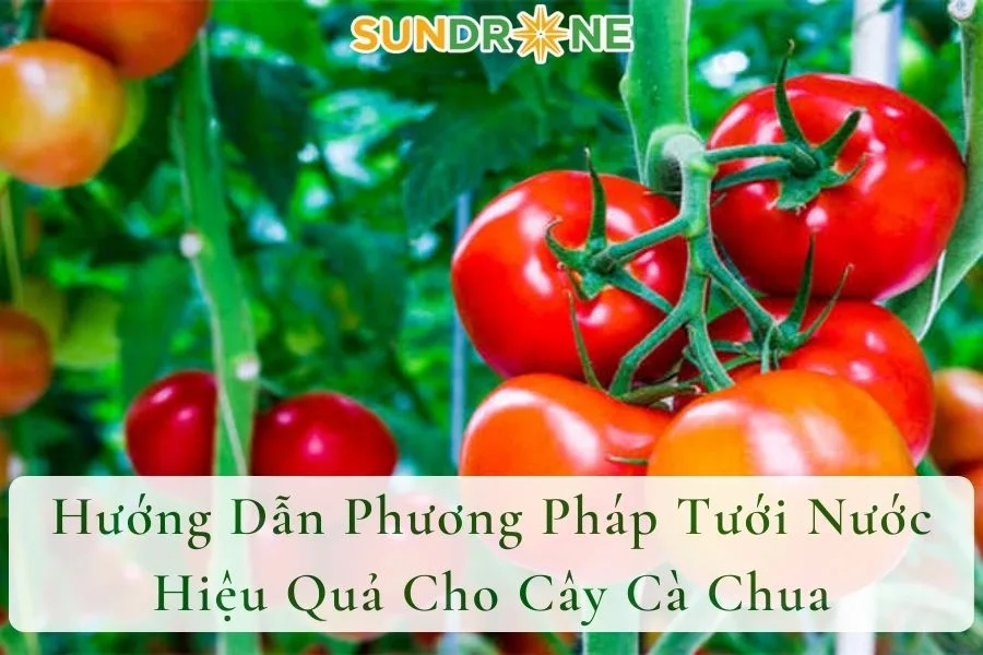 Hướng Dẫn Phương Pháp Tưới Nước Hiệu Quả Cho Cây Cà Chua