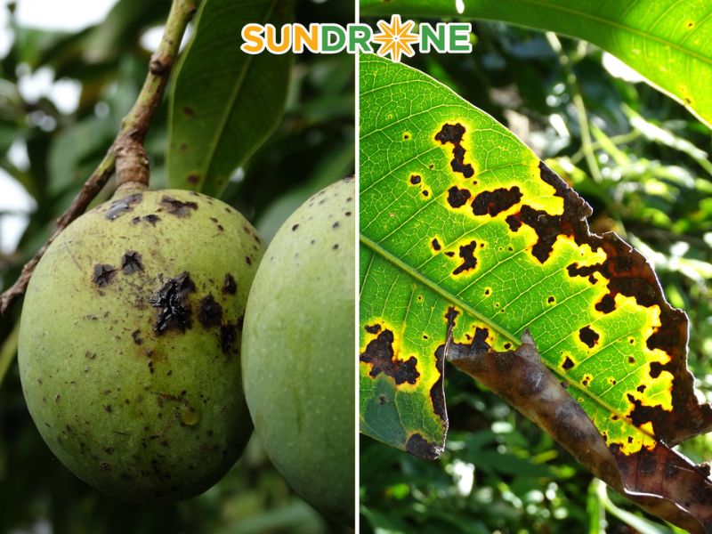 các loại sâu bệnh trên cây xoài