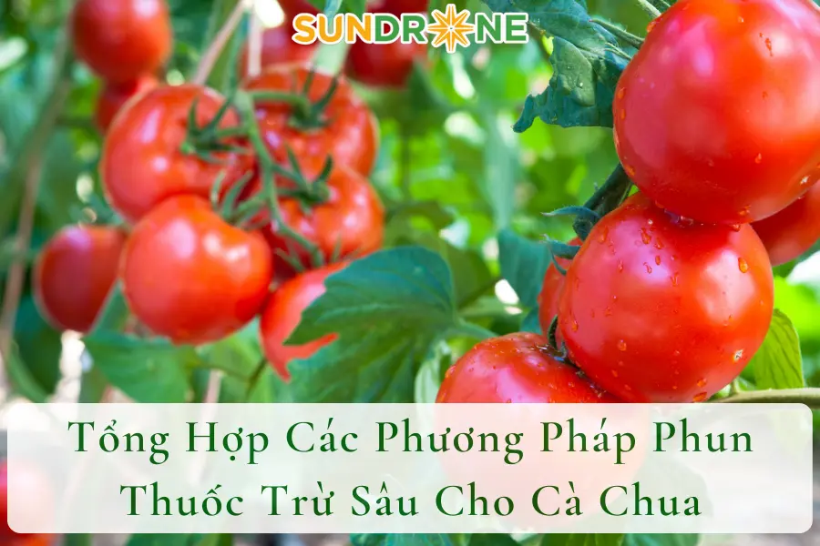 Tổng Hợp Các Phương Pháp Phun Thuốc Trừ Sâu Cho Cà Chua