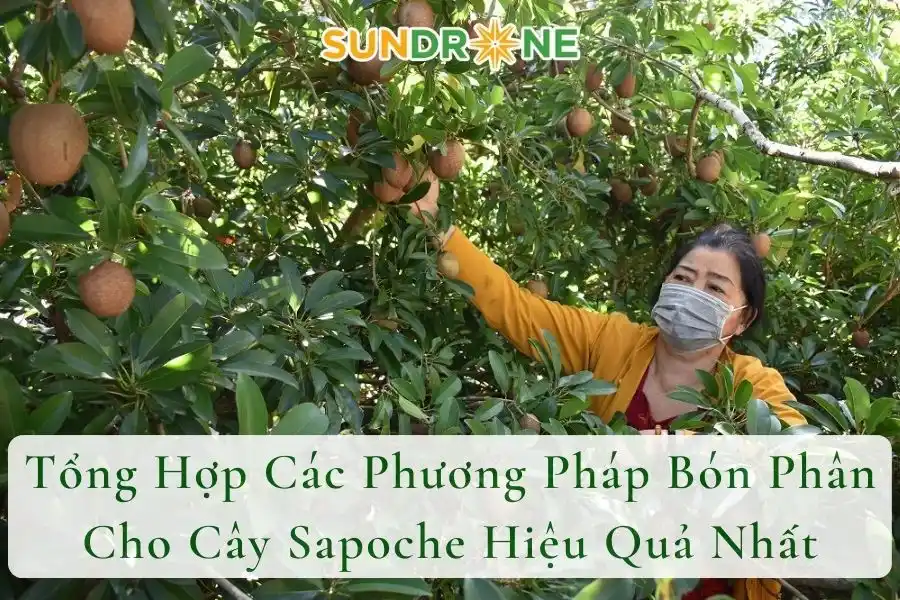 Tổng Hợp Các Phương Pháp Bón Phân Cho Cây Sapoche Hiệu Quả Nhất