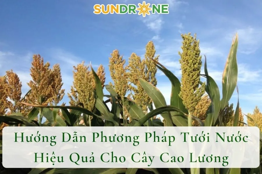 Hướng Dẫn Phương Pháp Tưới Nước Hiệu Quả Cho Cây Cao Lương