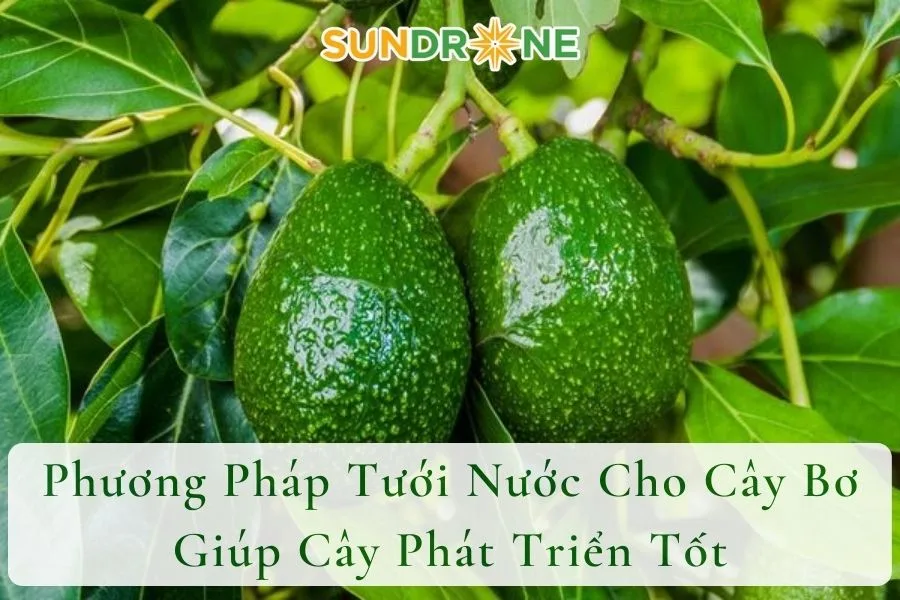 Phương Pháp Tưới Nước Cho Cây Bơ Giúp Cây Phát Triển Tốt