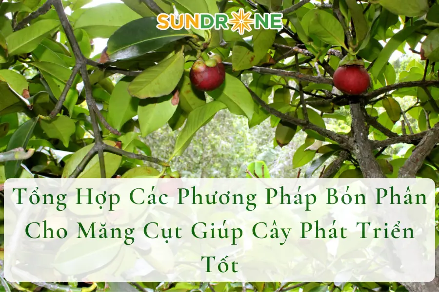 Tổng Hợp Các Phương Pháp Bón Phân Cho Măng Cụt Giúp Cây Phát Triển Tốt