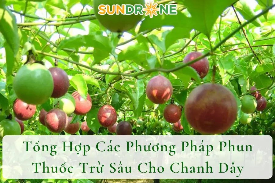 Tổng Hợp Các Phương Pháp Phun Thuốc Trừ Sâu Cho Chanh Dây