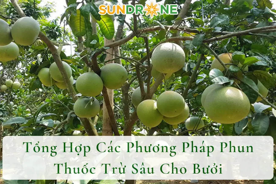 Tổng Hợp Các Phương Pháp Phun Thuốc Trừ Sâu Cho Bưởi