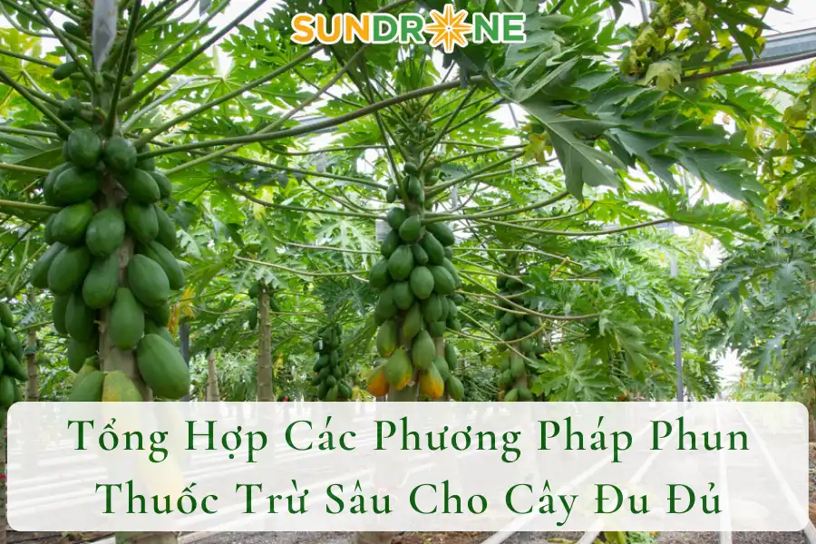 Tổng Hợp Các Phương Pháp Phun Thuốc Trừ Sâu Cho Cây Đu Đủ