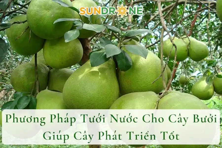 Phương Pháp Tưới Nước Cho Cây Bưởi Giúp Cây Phát Triển Tốt