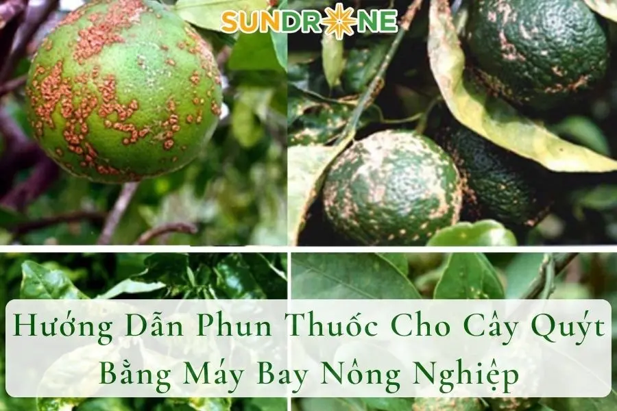 Hướng Dẫn Phun Thuốc Cho Cây Quýt Bằng Máy Bay Nông Nghiệp