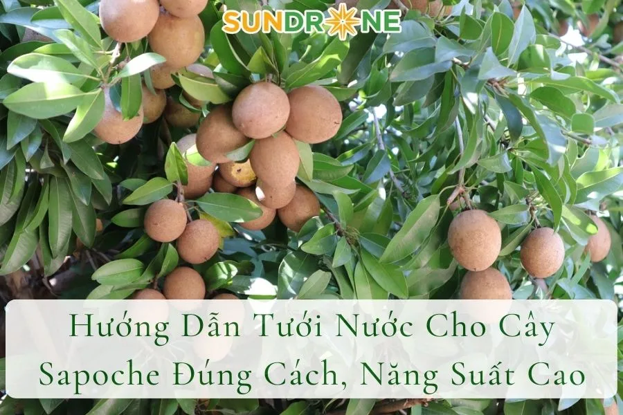 Hướng Dẫn Tưới Nước Cho Cây Sapoche Đúng Cách, Năng Suất Cao