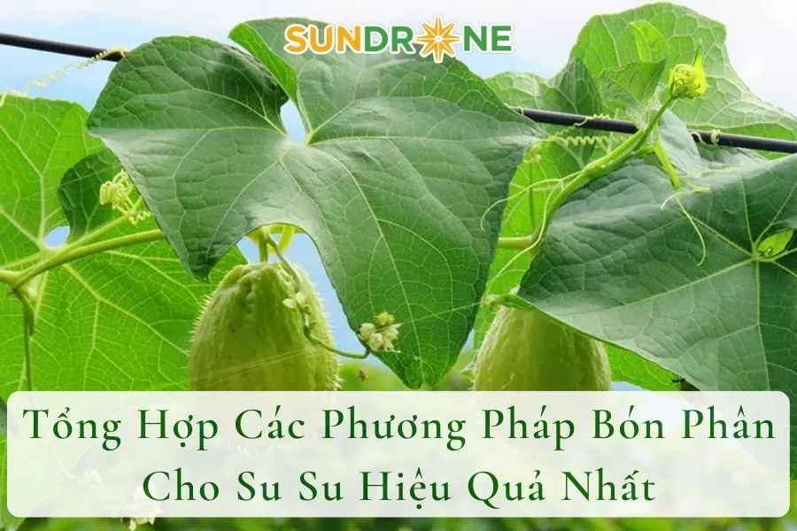 Tổng Hợp Các Phương Pháp Bón Phân Cho Su Su Hiệu Quả Nhất