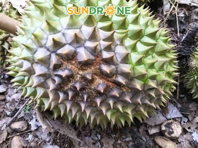 Bệnh thối trái (do nấm Phytophthora palmivora)