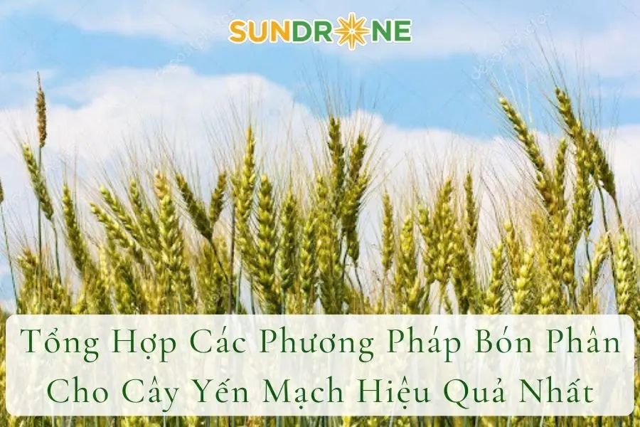 Tổng Hợp Các Phương Pháp Bón Phân Cho Cây Yến Mạch Hiệu Quả Nhất