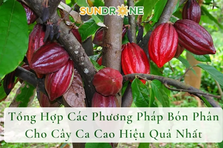 Tổng Hợp Các Phương Pháp Bón Phân Cho Cây Ca Cao Hiệu Quả Nhất