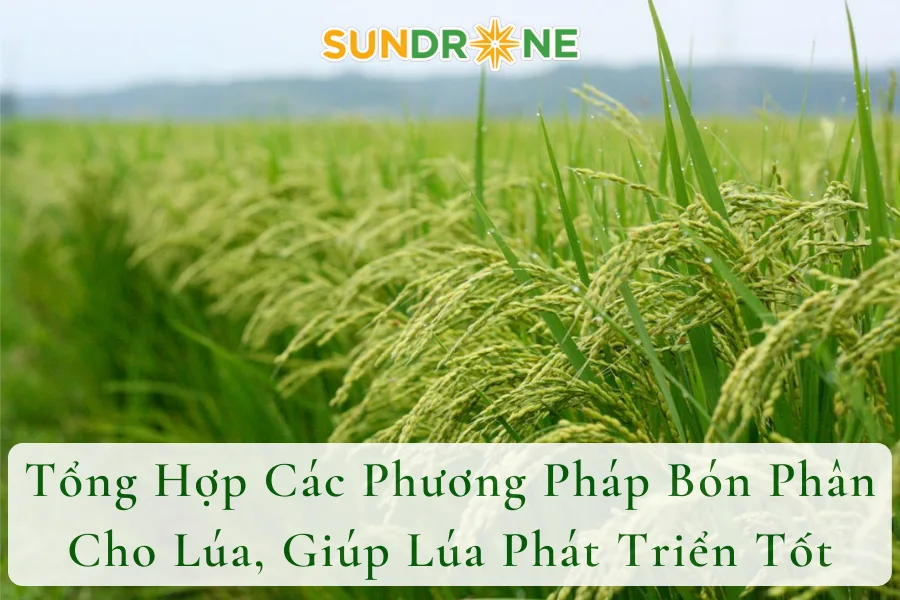 Tổng Hợp Các Phương Pháp Bón Phân Cho Lúa, Giúp Lúa Phát Triển Tốt