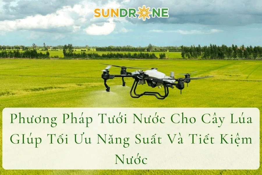 Phương Pháp Tưới Nước Cho Cây Lúa Giúp Tối Ưu Năng Suất Và Tiết Kiệm Nước