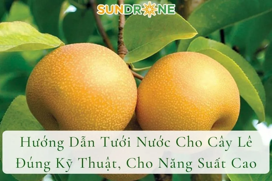 Hướng Dẫn Tưới Nước Cho Cây Lê Đúng Kỹ Thuật, Cho Năng Suất Cao