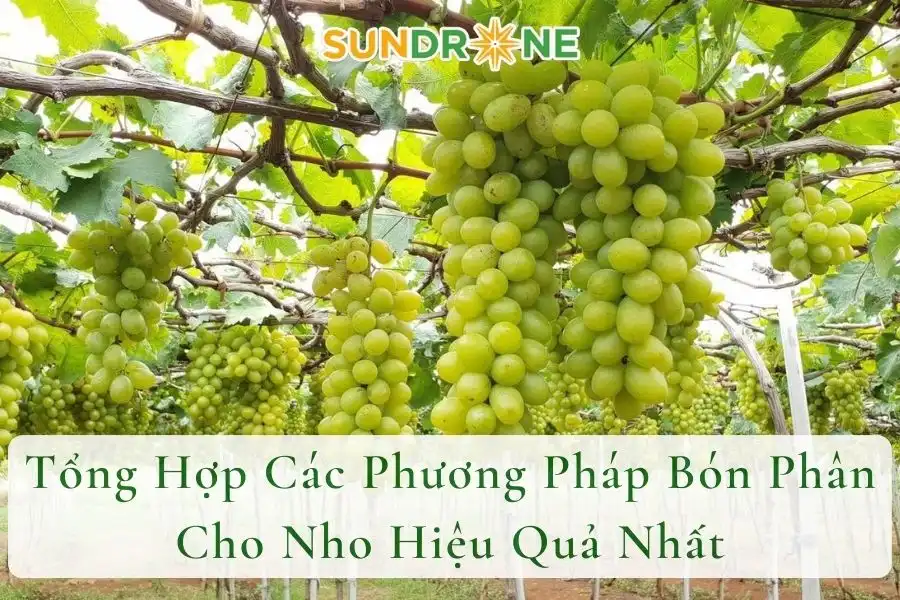 Tổng Hợp Các Phương Pháp Bón Phân Cho Nho Hiệu Quả Nhất