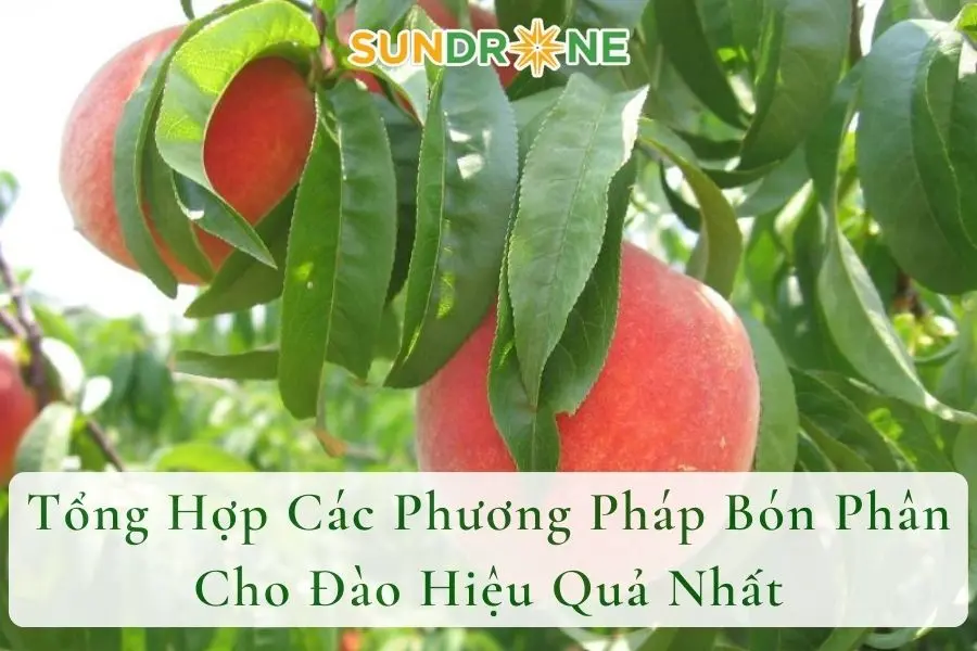 Tổng Hợp Các Phương Pháp Bón Phân Cho Đào Hiệu Quả Nhất