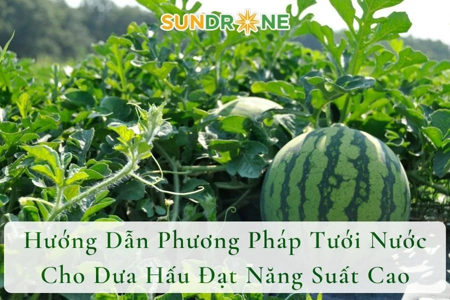 Hướng Dẫn Phương Pháp Tưới Nước Cho Dưa Hấu Đạt Năng Suất Cao