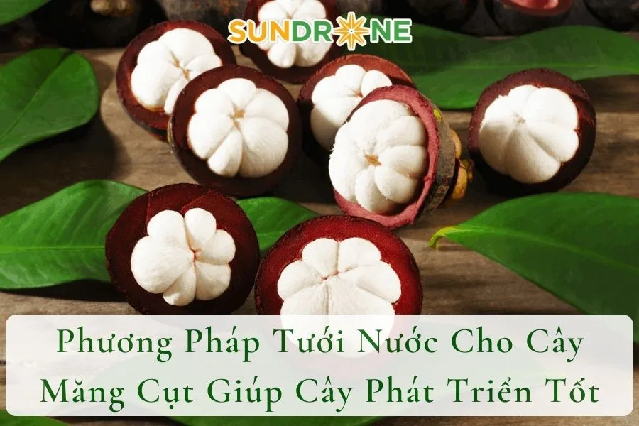 Phương Pháp Tưới Nước Cho Cây Măng Cụt Giúp Cây Phát Triển Tốt