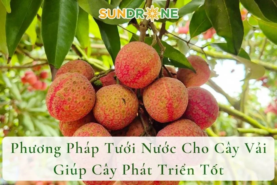 Phương Pháp Tưới Nước Cho Cây Vải Giúp Cây Phát Triển Tốt