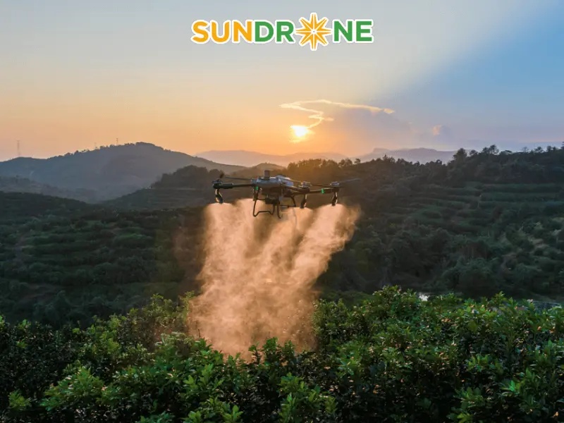 Giải pháp phòng trừ tổng hợp (IPM) cho vườn xoài