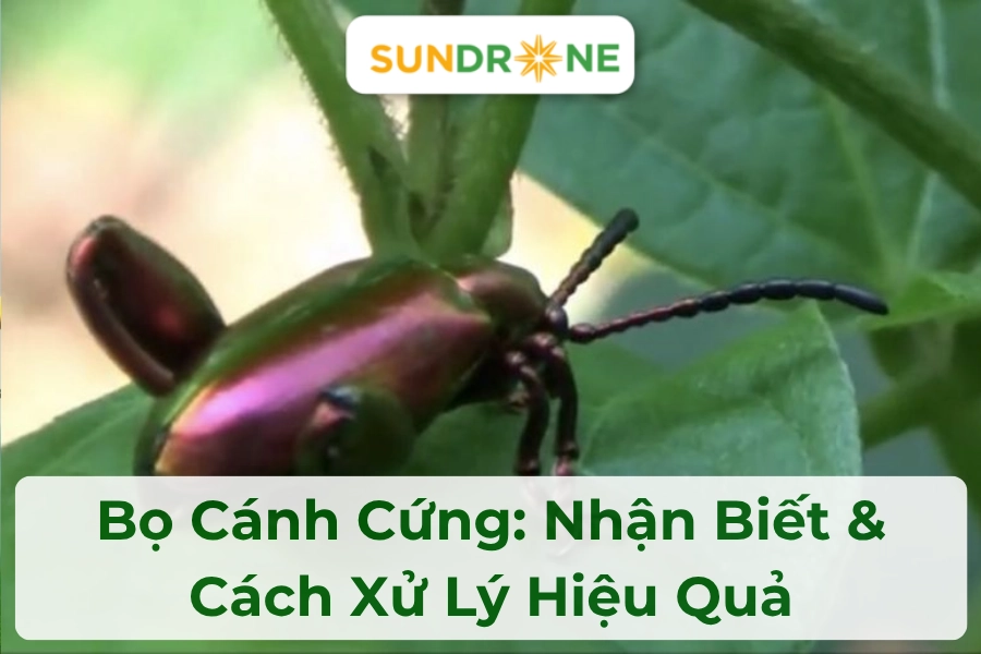 Bọ Cánh Cứng: Nhận Biết & Cách Xử Lý Hiệu Quả