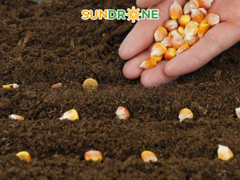 máy gieo hạt ngô