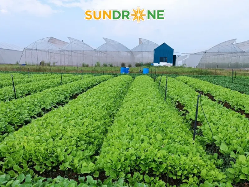 nông nghiệp hữu cơ