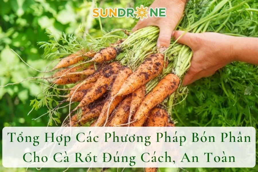 Tổng Hợp Các Phương Pháp Bón Phân Cho Cà Rốt Đúng Cách, An Toàn