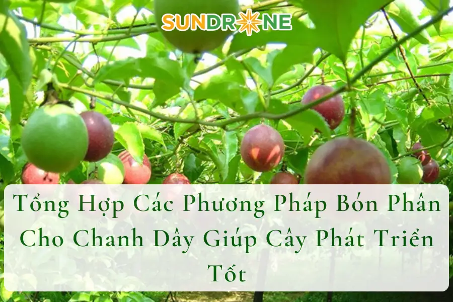 Tổng Hợp Các Phương Pháp Bón Phân Cho Chanh Dây Giúp Cây Phát Triển Tốt