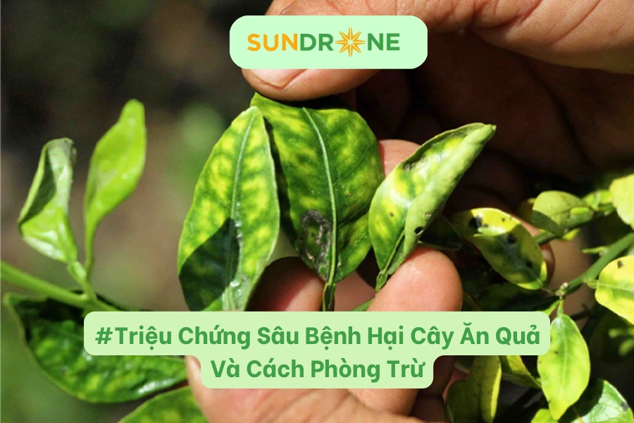 #Triệu Chứng Sâu Bệnh Hại Cây Ăn Quả Và Cách Phòng Trừ