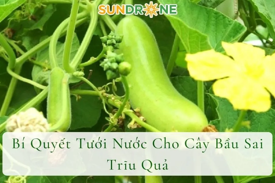 Bí Quyết Tưới Nước Cho Cây Bầu Sai Trĩu Quả