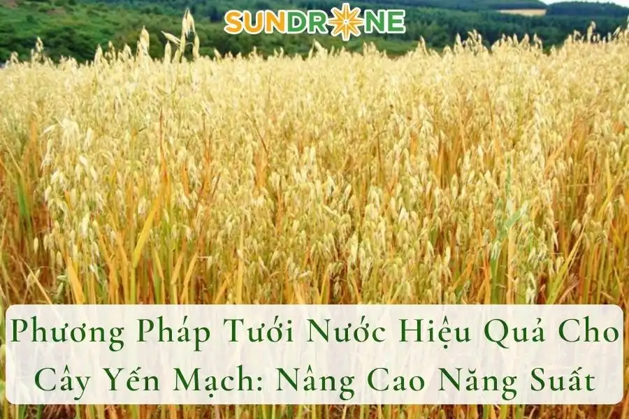 Phương Pháp Tưới Nước Hiệu Quả Cho Cây Yến Mạch: Nâng Cao Năng Suất