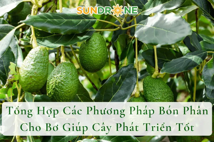 Tổng Hợp Các Phương Pháp Bón Phân Cho Bơ Giúp Cây Phát Triển Tốt