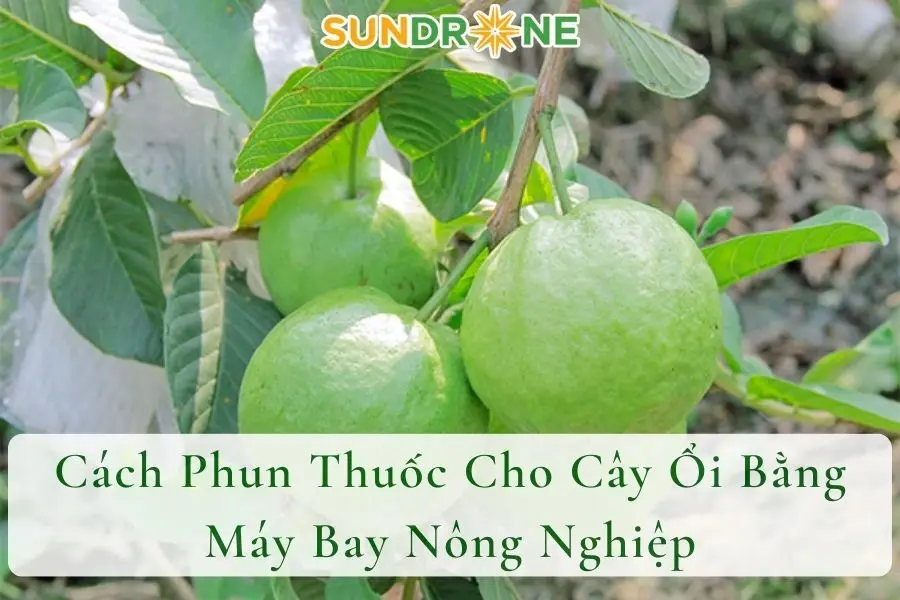 Cách Phun Thuốc Cho Cây Ổi Bằng Máy Bay Nông Nghiệp