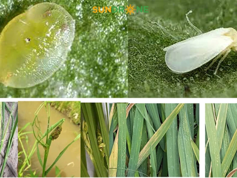 Tác hại của rầy lưng trắng đối với cây lúa