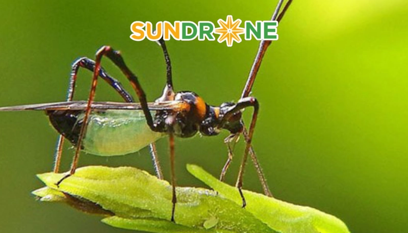 Biện pháp phòng trừ và quản lý bọ xít muỗi hiệu quả