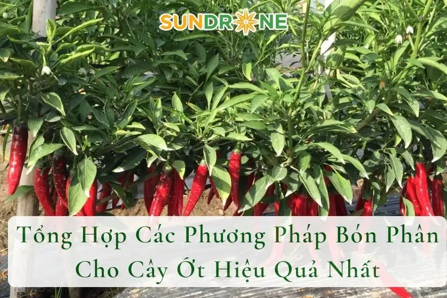 Tổng Hợp Các Phương Pháp Bón Phân Cho Cây Ớt Hiệu Quả Nhất