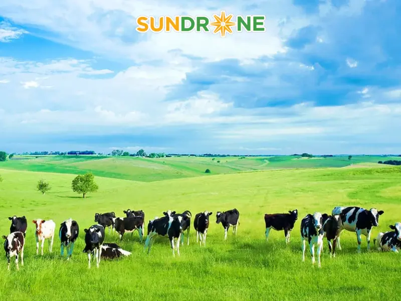 Chăn nuôi hữu cơ